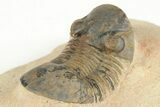 Paralejurus Trilobite Fossil - Foum Zguid, Morocco #204223-4